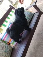 Puppy 1, a female Chow Chow for sale in Chicago, IL – 4 of 4