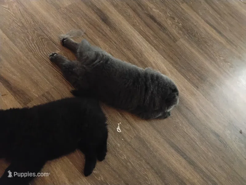 Puppy 1 – Chow Chow puppy for sale in Chicago, IL