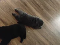 Puppy 1, a female Chow Chow for sale in Chicago, IL – 1 of 4