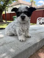 Bambino, a male Maltipoo for sale in Houston, TX – 2 of 3