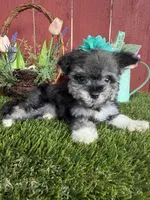 Luna, a female Maltipoo for sale in Houston, TX – 6 of 6