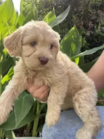 Leo, a male Maltipoo for sale in Houston, TX – Photo 3 of 3