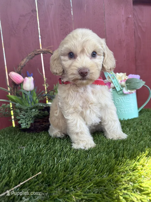 Leo – Maltipoo puppy for sale in Houston, TX