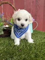 Leo, a male Maltipoo for sale in Houston, TX – Photo 2 of 4