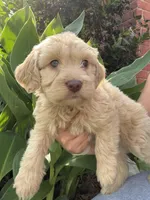Leo, a male Maltipoo for sale in Houston, TX – Photo 2 of 3