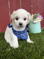 Leo, a male Maltipoo for sale in Houston, TX – Photo 4 of 4