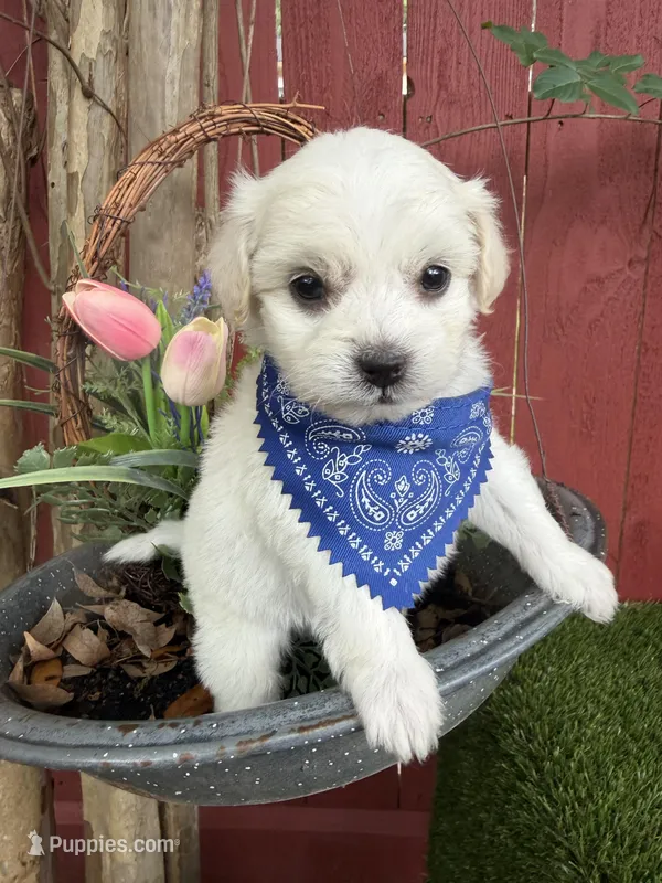 Leo – Maltipoo puppy for sale in Houston, TX