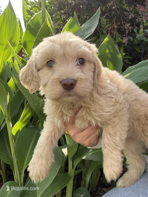 Leo, a male Maltipoo for sale in Houston, TX – Photo 1 of 3
