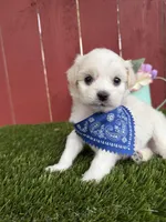 Leo, a male Maltipoo for sale in Houston, TX – Photo 3 of 4