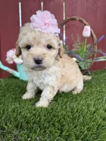 Paris, a female Maltipoo for sale in Houston, TX – Photo 3 of 5