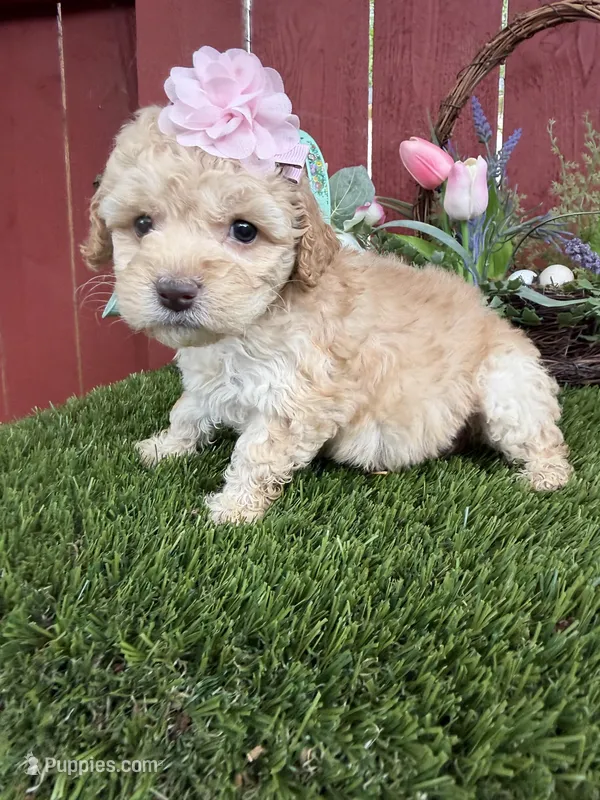 Paris – Maltipoo puppy for sale in Houston, TX
