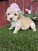 Paris, a female Maltipoo for sale in Houston, TX – Photo 1 of 5