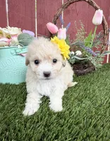 Daysi, a female Maltipoo for sale in Houston, TX – Photo 2 of 4