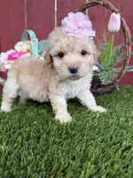 Paris, a female Maltipoo for sale in Houston, TX – Photo 4 of 5