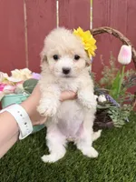 Daysi, a female Maltipoo for sale in Houston, TX – Photo 4 of 4