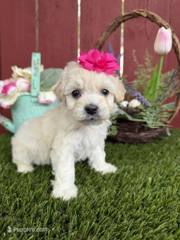 Paris – Maltipoo puppy for sale in Houston, TX