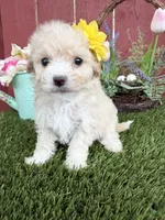 Daysi, a female Maltipoo for sale in Houston, TX – Photo 3 of 4