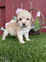 Paris, a female Maltipoo for sale in Houston, TX – Photo 5 of 5