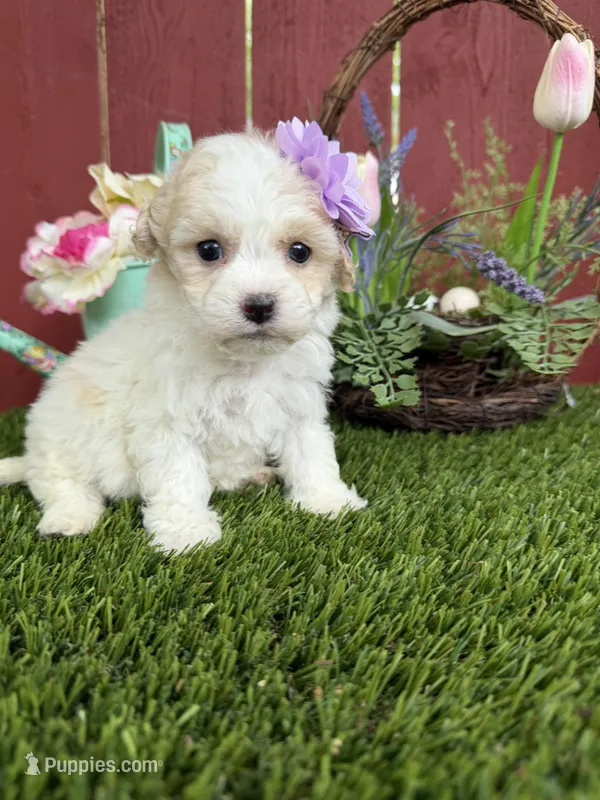 Daysi – Maltipoo puppy for sale in Houston, TX