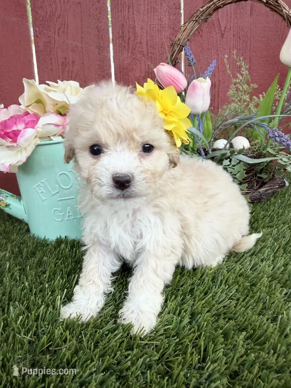 Daysi – Maltipoo puppy for sale in Houston, TX