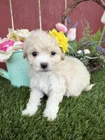 Daysi, a female Maltipoo for sale in Houston, TX – Photo 1 of 4