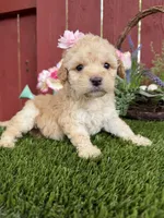 Paris, a female Maltipoo for sale in Houston, TX – Photo 2 of 5