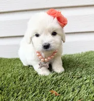 Ruby, a female Maltipoo for sale in Houston, TX – Photo 2 of 2