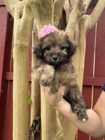Paris, a female Maltipoo for sale in Houston, TX – Photo 1 of 4