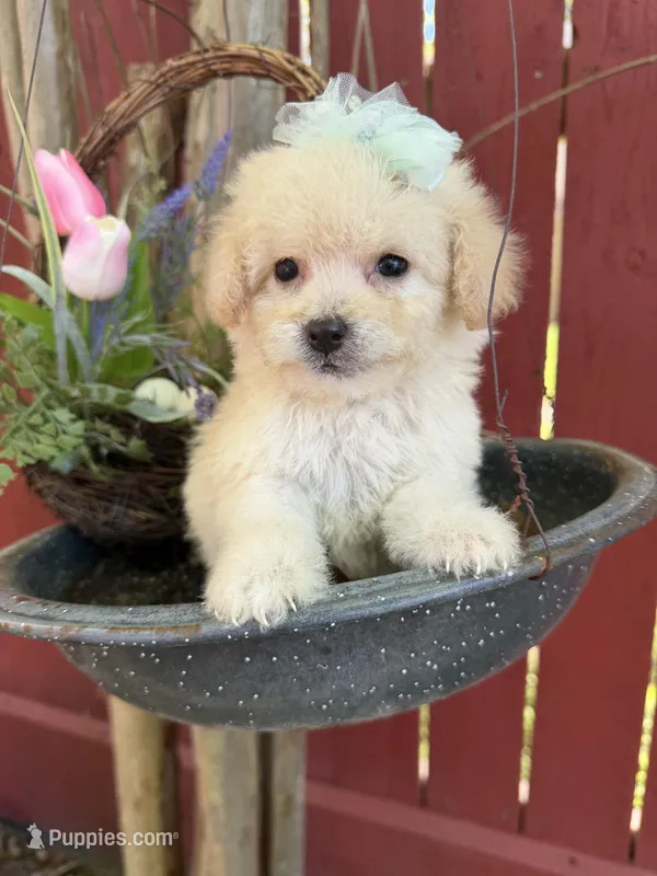 London, a male Maltipoo for sale in Houston, TX – Photo 1 of 4