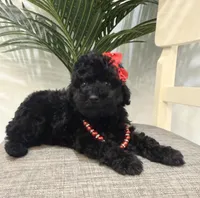 Chanel, a female Maltipoo for sale in Houston, TX – Photo 3 of 4