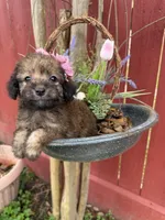 Paris, a female Maltipoo for sale in Houston, TX – Photo 2 of 4