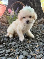 London, a male Maltipoo for sale in Houston, TX – Photo 4 of 4
