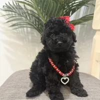 Chanel, a female Maltipoo for sale in Houston, TX – Photo 1 of 4