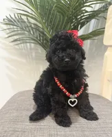 Chanel, a female Maltipoo for sale in Houston, TX – Photo 1 of 4