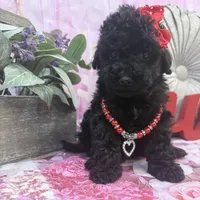 Chanel, a female Maltipoo for sale in Houston, TX – Photo 4 of 4