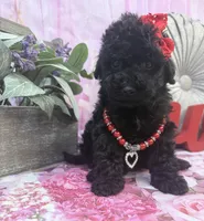 Chanel, a female Maltipoo for sale in Houston, TX – Photo 4 of 4