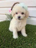 London, a male Maltipoo for sale in Houston, TX – Photo 3 of 4