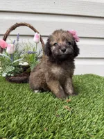 Paris, a female Maltipoo for sale in Houston, TX – Photo 4 of 4