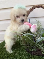 London, a male Maltipoo for sale in Houston, TX – Photo 2 of 4