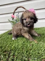 Paris, a female Maltipoo for sale in Houston, TX – Photo 3 of 4