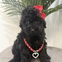 Chanel, a female Maltipoo for sale in Houston, TX – Photo 2 of 4