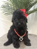 Chanel, a female Maltipoo for sale in Houston, TX – Photo 2 of 4