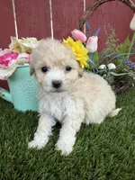 Ellie, a female Maltipoo for sale in Houston, TX – Photo 4 of 6