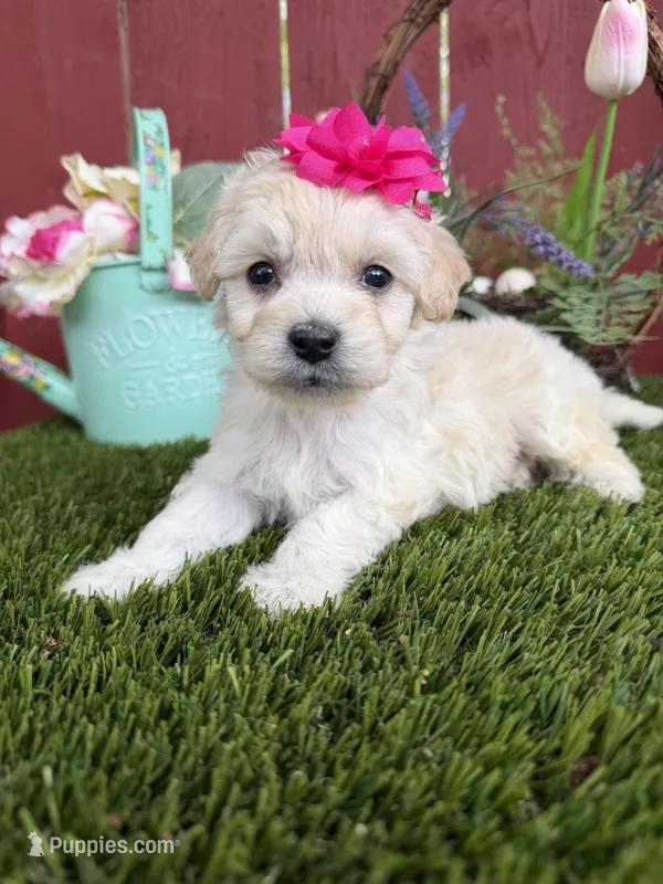 Ellie – Maltipoo puppy for sale in Houston, TX