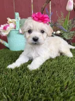 Ellie, a female Maltipoo for sale in Houston, TX – Photo 1 of 6