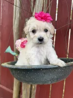 Ellie, a female Maltipoo for sale in Houston, TX – Photo 3 of 6