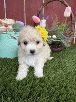 Ellie, a female Maltipoo for sale in Houston, TX – Photo 5 of 6