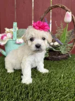 Ellie, a female Maltipoo for sale in Houston, TX – Photo 2 of 6