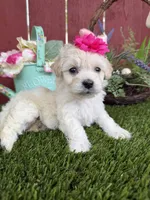 Ellie, a female Maltipoo for sale in Houston, TX – Photo 6 of 6