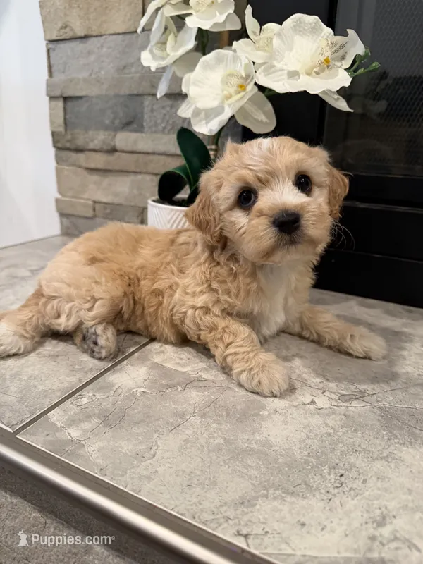 Daysi – Maltipoo puppy for sale in Houston, TX